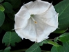 Angel Trumpet