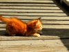 Kitten on the Bridge